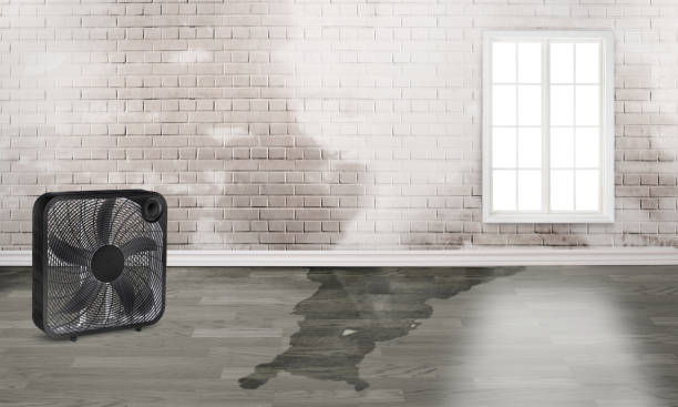 Carpet water damage restoration in Middleburg, FL